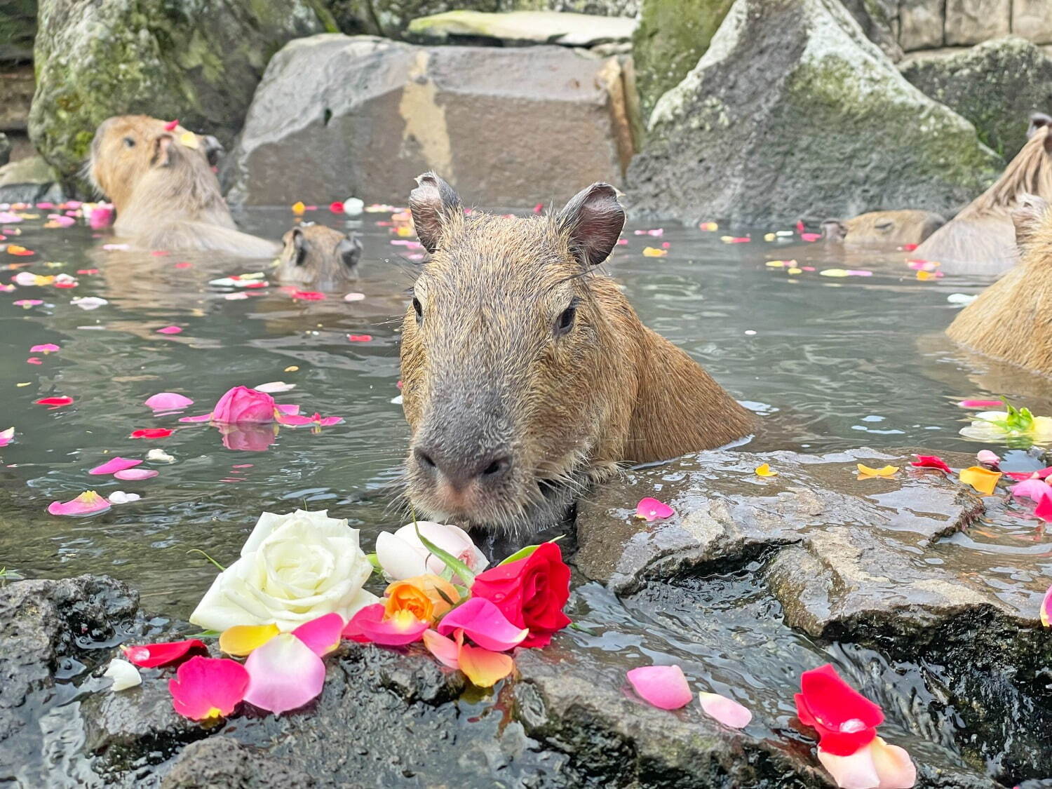 伊豆シャボテン動物公園「元祖カピバラの露天風呂」"生後約1ヶ月”カピバラの赤ちゃんが湯船初体験も｜写真2