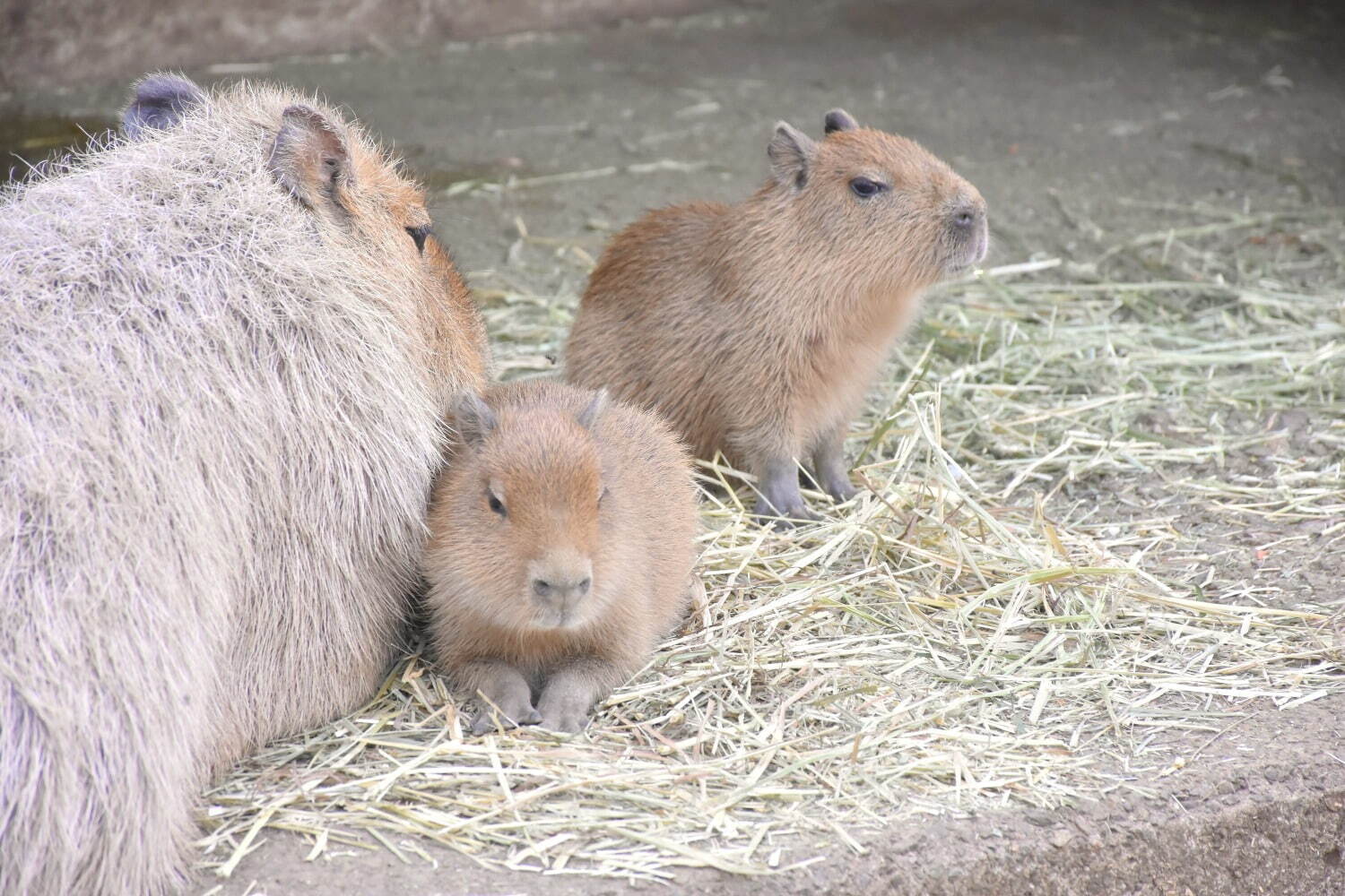 伊豆シャボテン動物公園「元祖カピバラの露天風呂」"生後約1ヶ月”カピバラの赤ちゃんが湯船初体験も｜写真3