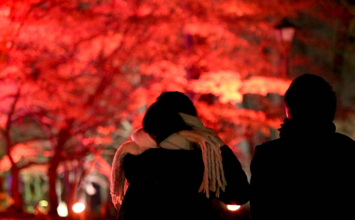 埼玉・国営武蔵丘陵森林公園「紅葉見ナイト」約20種・500本のカエデが多彩に色づく、紅葉ライトアップ｜写真15