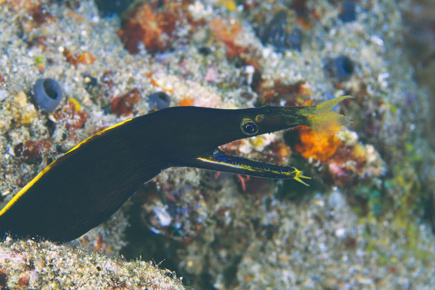 新江ノ島水族館の冬イベント「ジュエリウム」宝石テーマの幻想的な水槽展示＆イルミネーション｜写真14