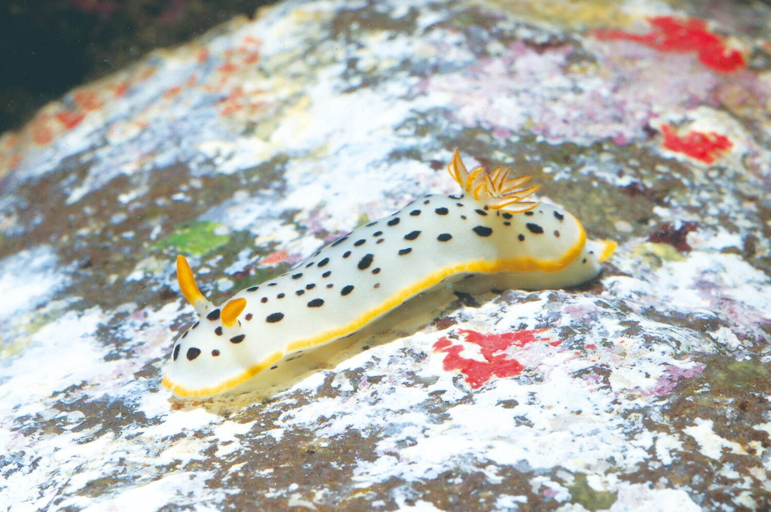 新江ノ島水族館の冬イベント「ジュエリウム」宝石テーマの幻想的な水槽展示＆イルミネーション｜写真15