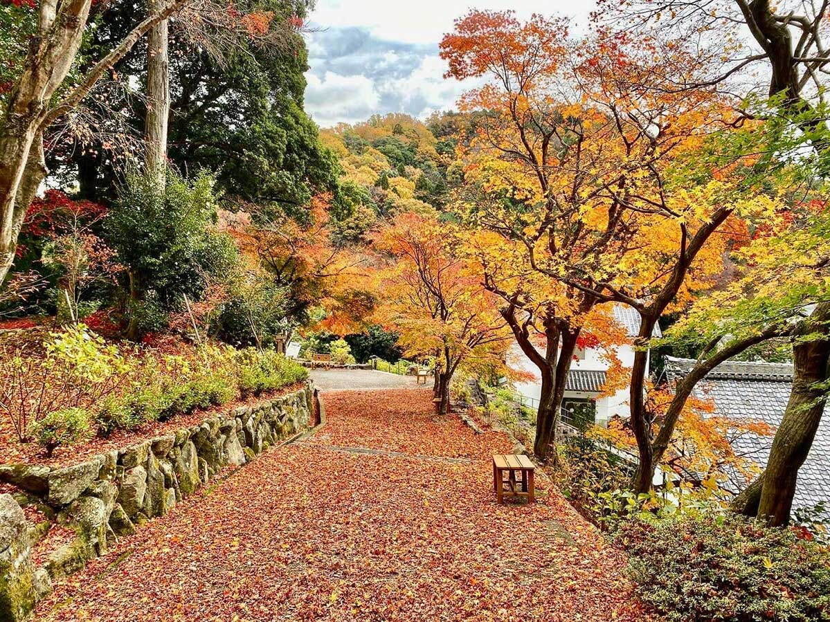 京都「柳谷観音 楊谷寺」の紅葉イベント、名勝庭園に臨む上書院の特別公開や夜間ライトアップ｜写真11