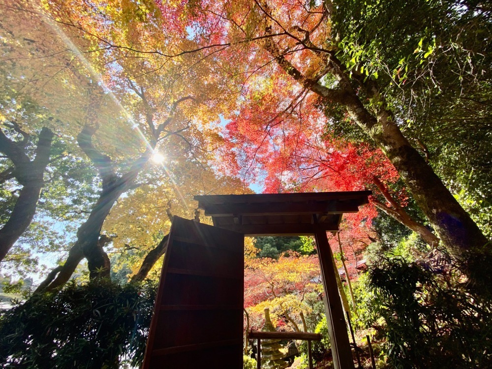 京都「柳谷観音 楊谷寺」の紅葉イベント、名勝庭園に臨む上書院の特別公開や夜間ライトアップ｜写真10