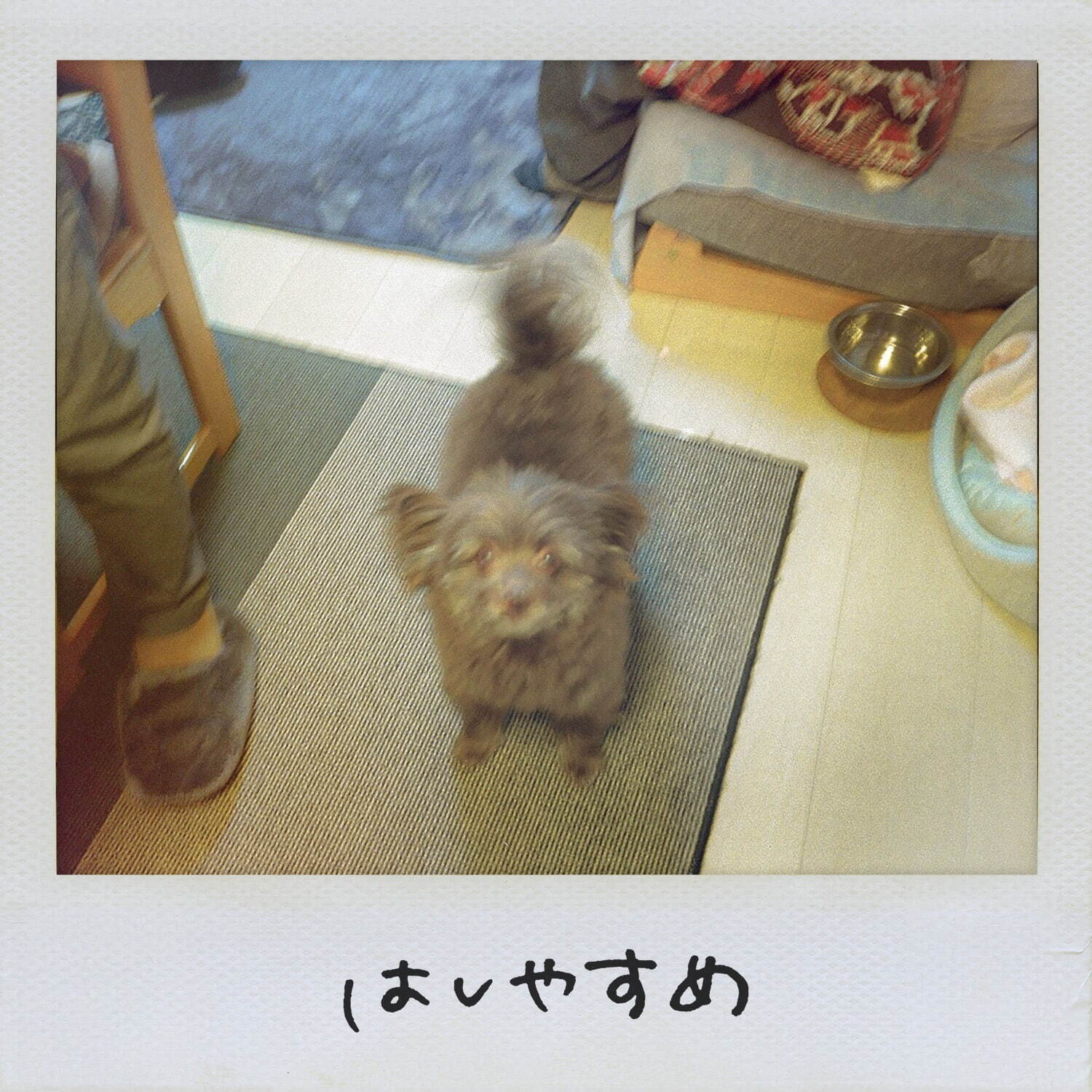 Saucy Dog はしやすめ｜写真2