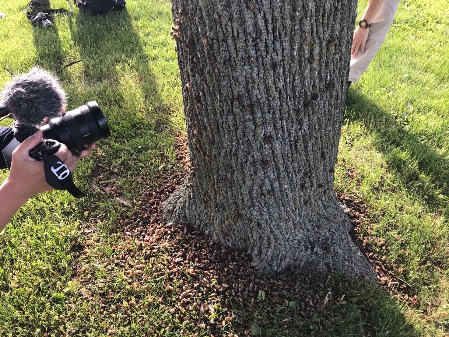 特別展「昆虫」がパワーアップ、“空飛ぶ巨大模型”などマニアックな昆虫の魅力を東京・国立科学博物館で｜写真25