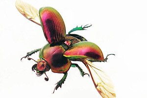 特別展「昆虫」がパワーアップ、“空飛ぶ巨大模型”などマニアックな昆虫の魅力を東京・国立科学博物館で