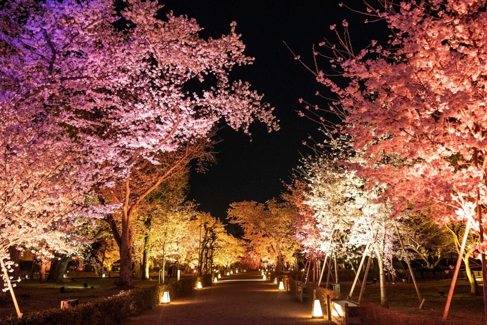 京都・二条城で“アートなお花見”「ネイキッド桜まつり」夜桜ライトアップやデジタルアート、桜スイーツも｜写真6