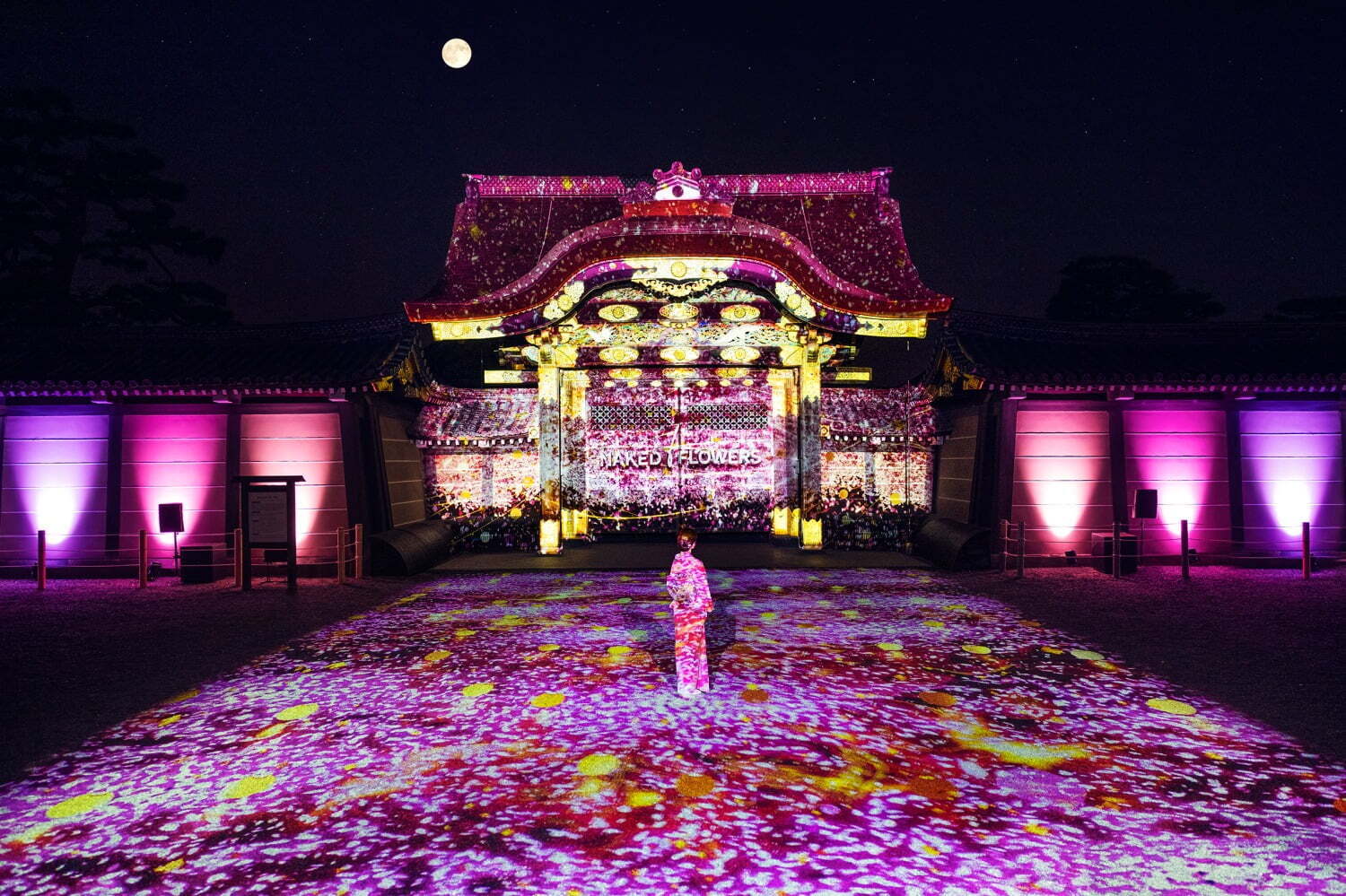 京都・二条城で“アートなお花見”「ネイキッド桜まつり」夜桜ライト