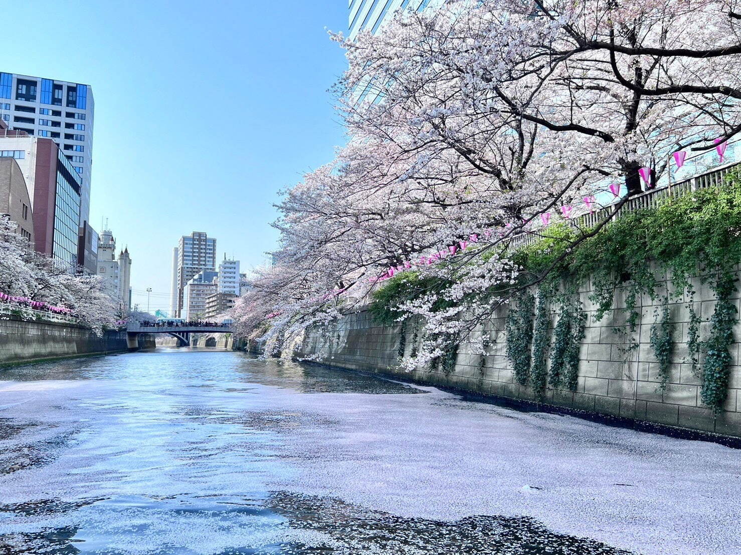 ロゼスパークリングワインとともに楽しむ目黒川のお花見クルーズ、約4キロにわたる桜並木を眺めながら｜写真4