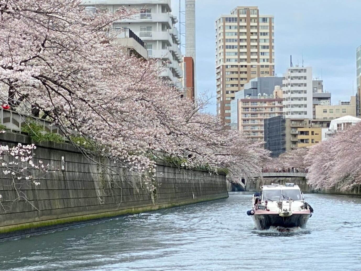 ロゼスパークリングワインとともに楽しむ目黒川のお花見クルーズ、約4キロにわたる桜並木を眺めながら｜写真2