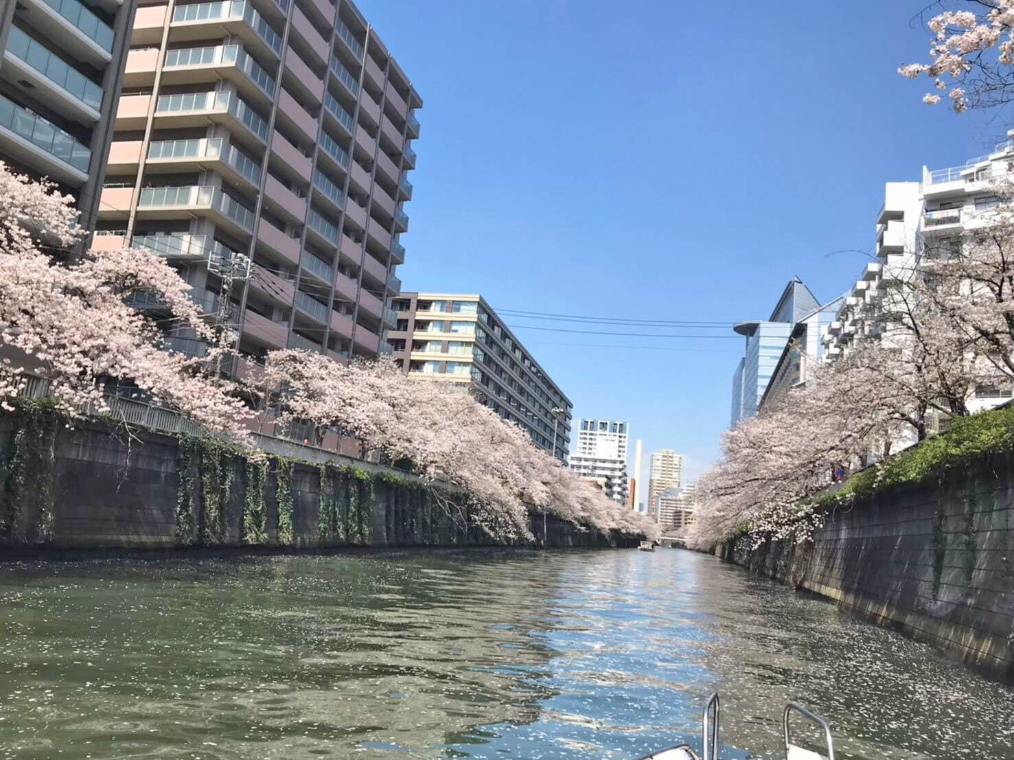 ロゼスパークリングワインとともに楽しむ目黒川のお花見クルーズ、約4キロにわたる桜並木を眺めながら｜写真5