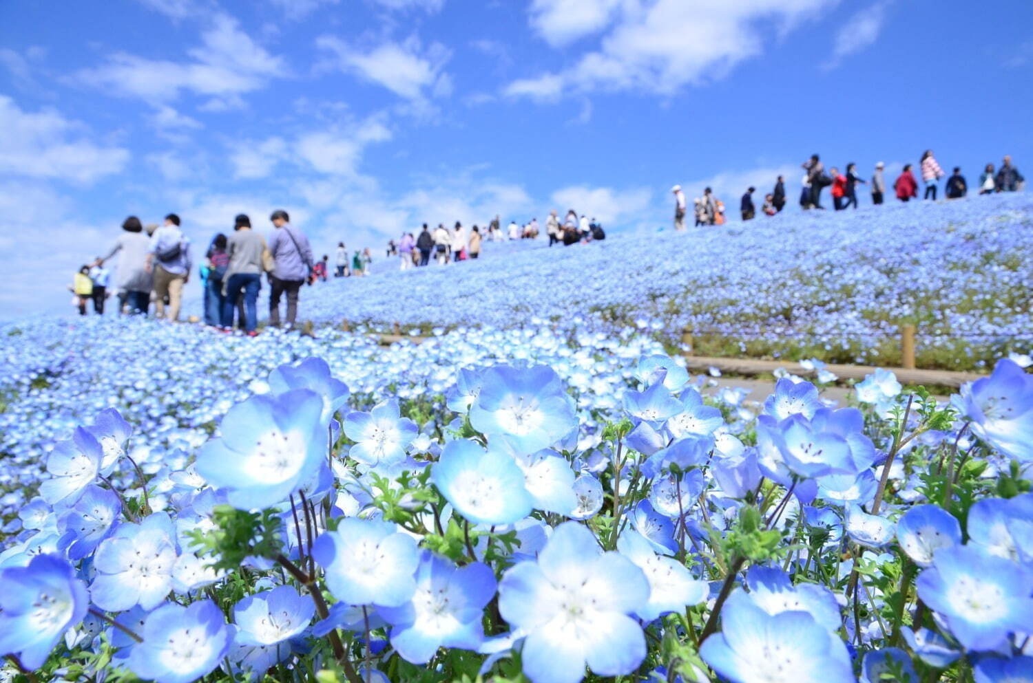 【花見イベント2024】東京＆全国の観光地のおすすめフラワーガーデンや公園など、桜の名所も紹介｜写真17