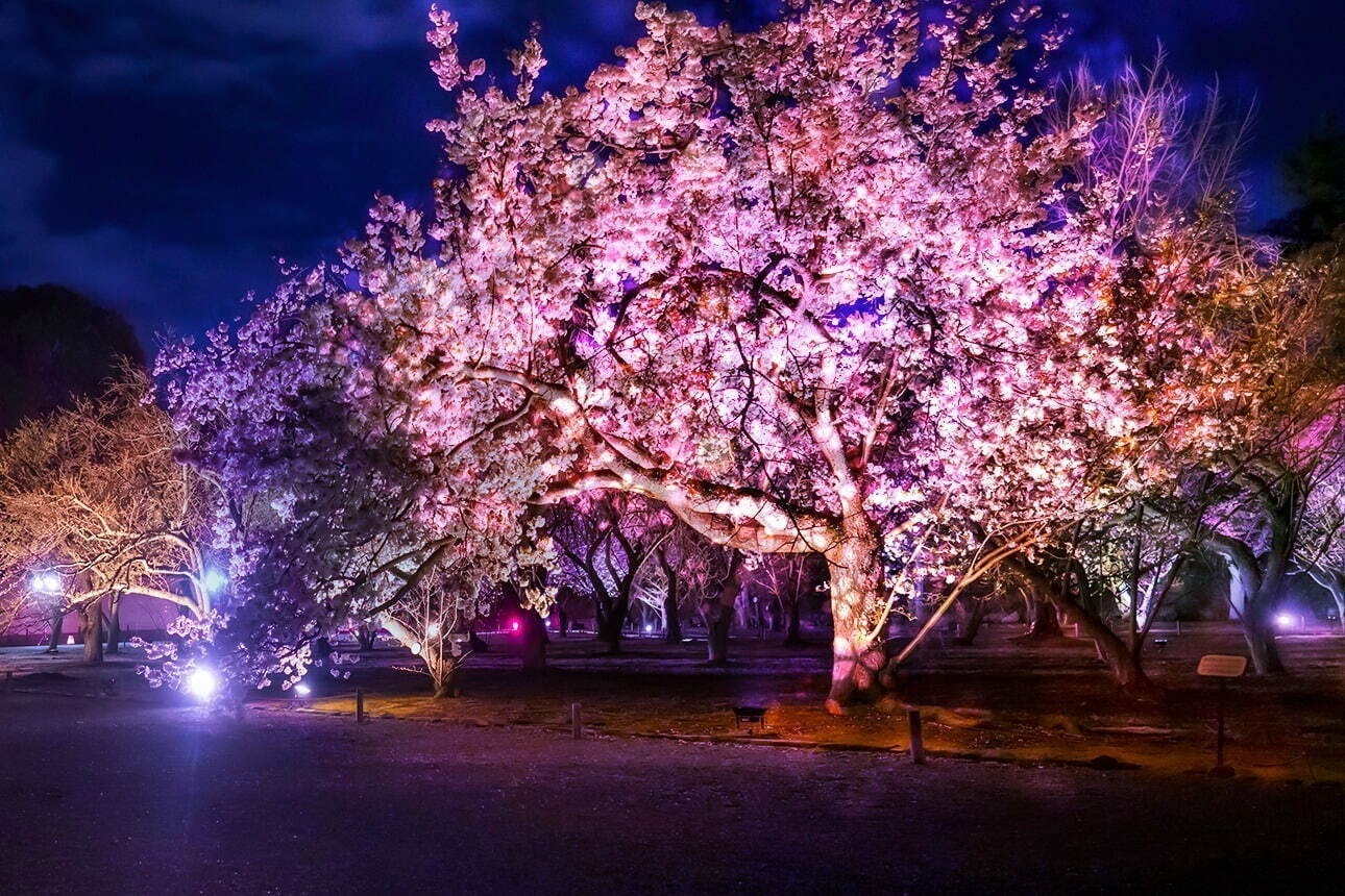 【花見イベント2024】東京＆全国の観光地のおすすめフラワーガーデンや公園など、桜の名所も紹介｜写真13