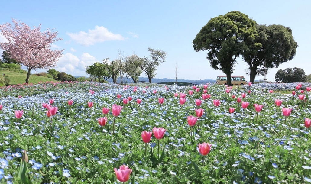 春イベント2024年【関東編】東京・首都圏のおでかけ＆グルメフェス、おすすめ花見イベントも紹介｜写真19