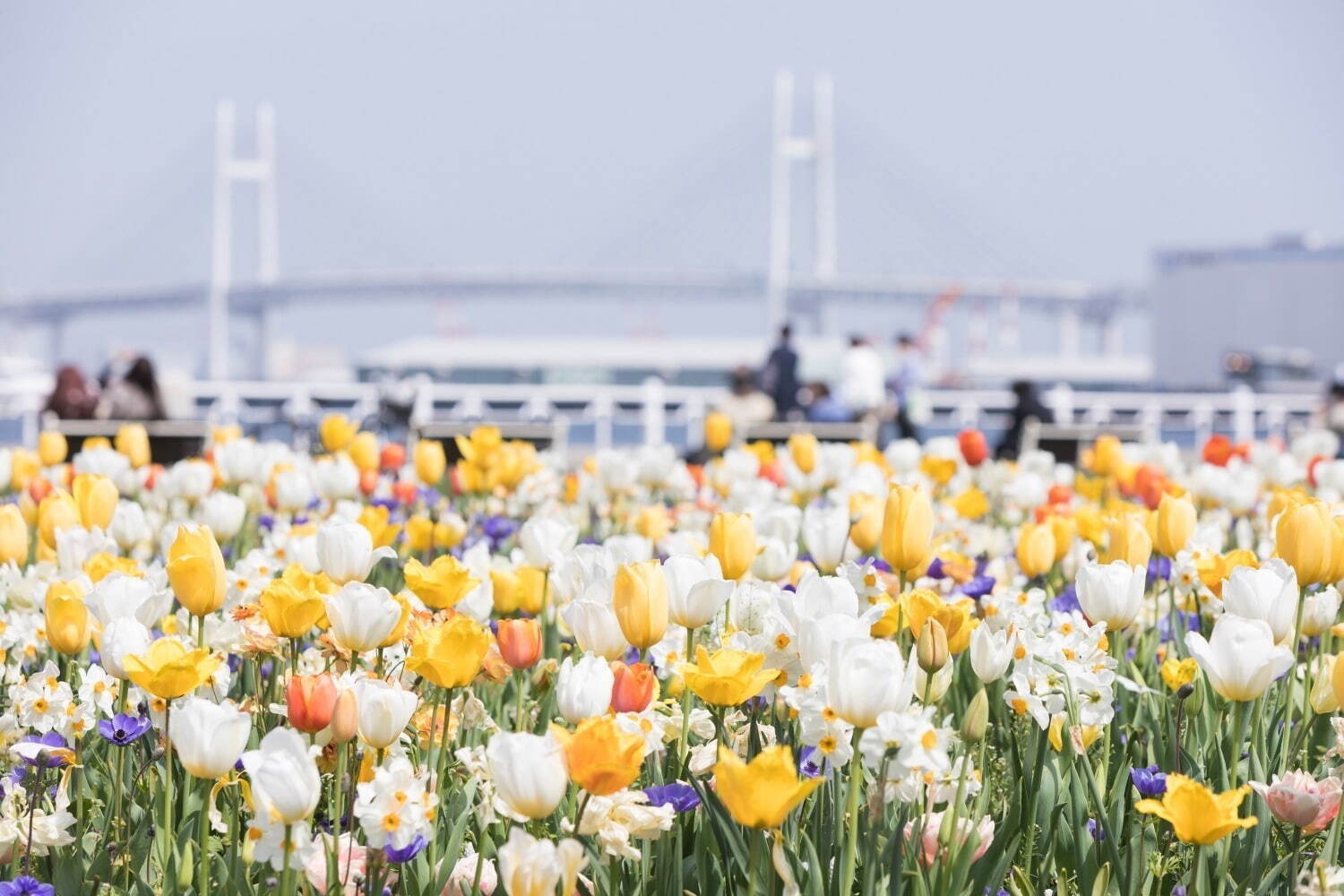 春イベント2024年【関東編】東京・首都圏のおでかけ＆グルメフェス、おすすめ花見イベントも紹介｜写真18