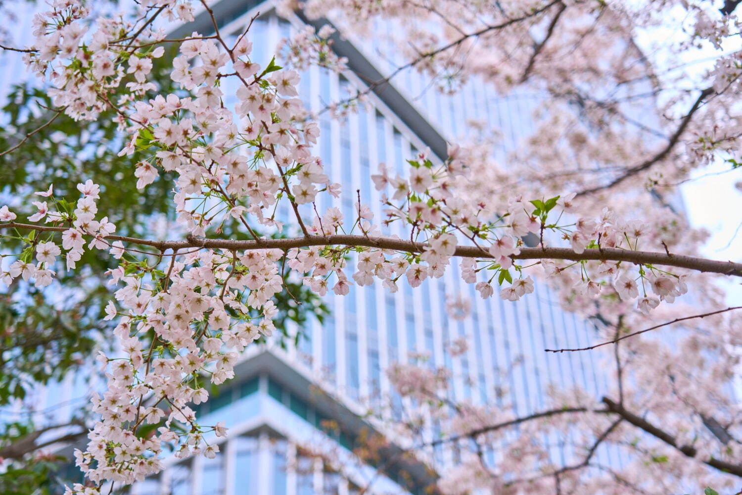 東京ガーデンテラス紀尾井町の春イベント、“虹色に染まる”夜桜ライトアップ＆「花見弁当」など限定グルメ｜写真1