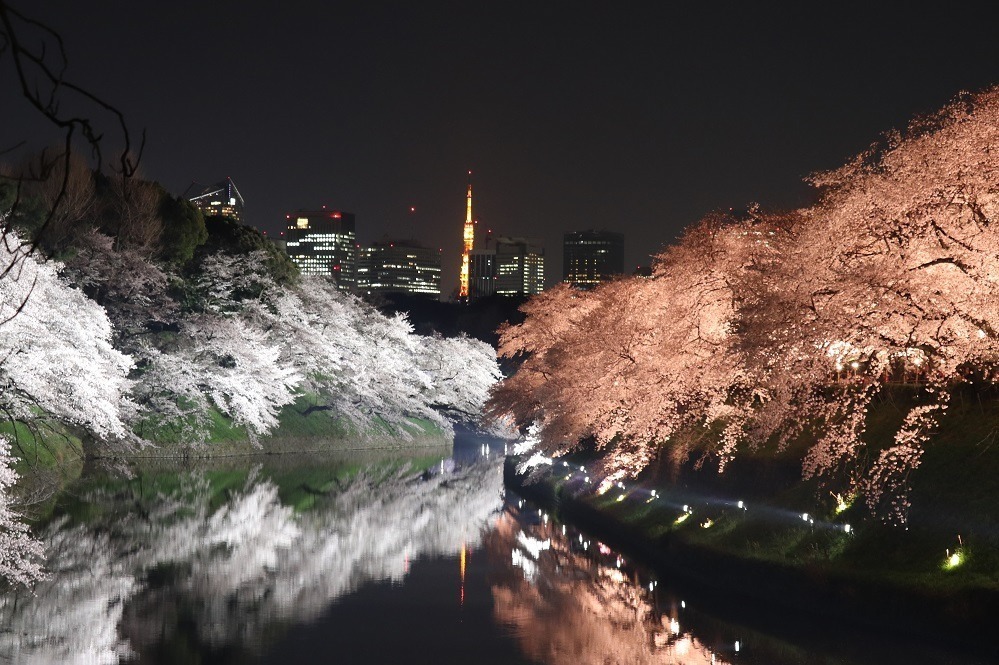 「千代田のさくらまつり」千鳥ヶ淵緑道や靖国神社周辺で開催、夜桜ライトアップも｜写真6