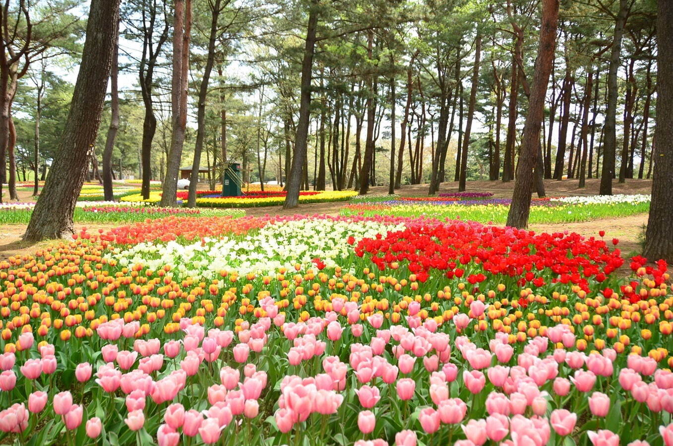 茨城・国営ひたち海浜公園「ネモフィラ」約530万本による青一色の絶景、チューリップなど春の花々も｜写真26