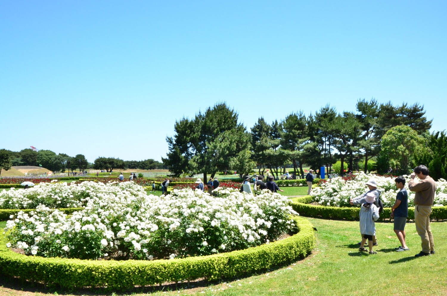 茨城・国営ひたち海浜公園「ネモフィラ」約530万本による青一色の絶景、チューリップなど春の花々も｜写真17