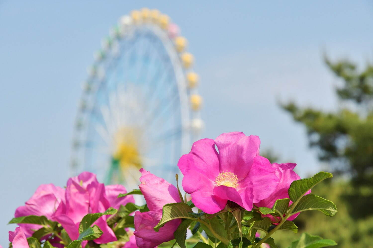 茨城・国営ひたち海浜公園「ネモフィラ」約530万本による青一色の絶景、チューリップなど春の花々も｜写真9