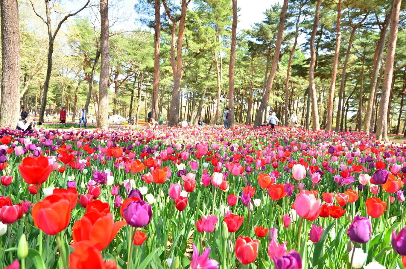 茨城・国営ひたち海浜公園「ネモフィラ」約530万本による青一色の絶景、チューリップなど春の花々も｜写真25