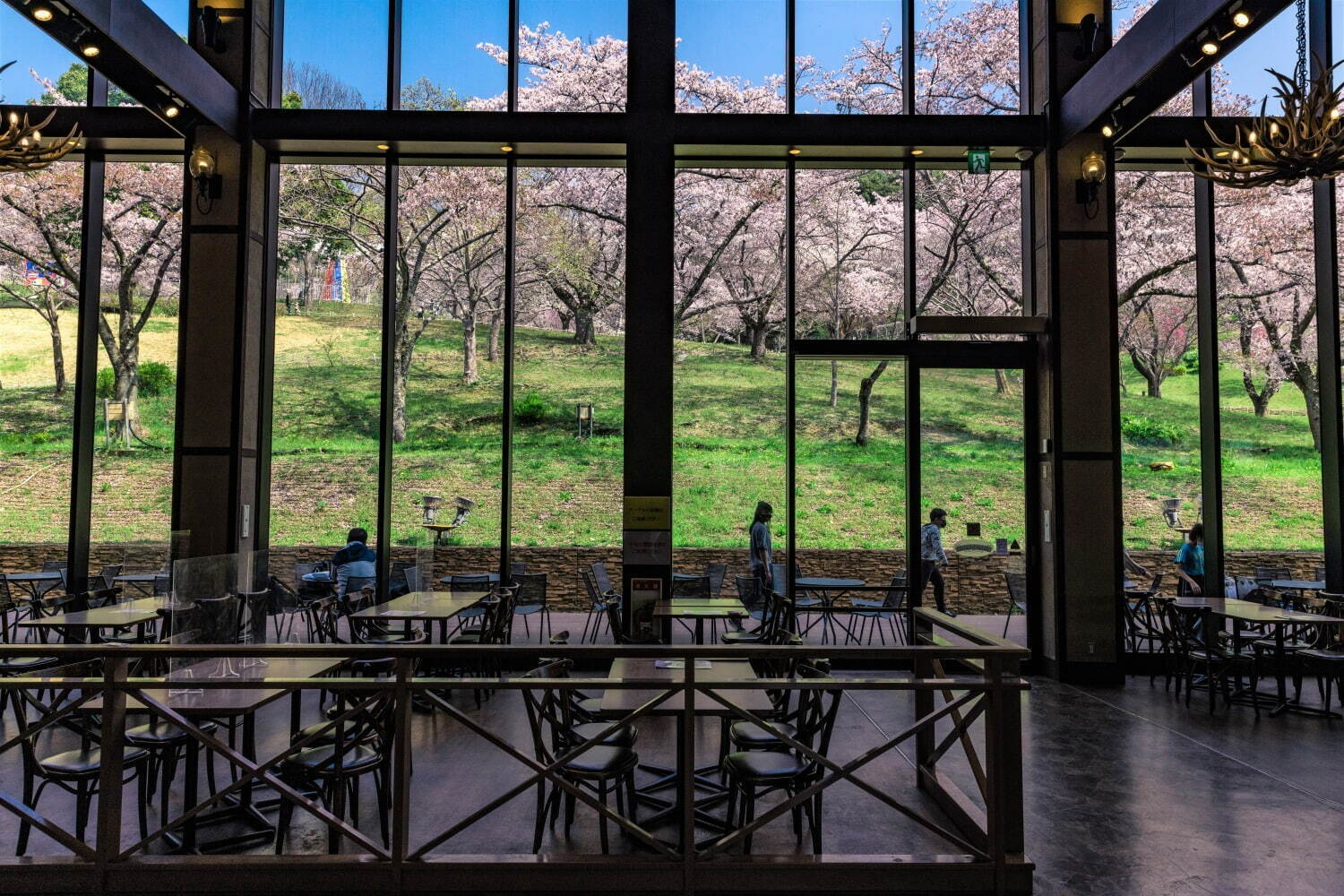 「さがみ湖桜まつり」“2,500本の桜を楽しむ”お花見イベント、夜桜ライトアップ＆桜メニューも｜写真11