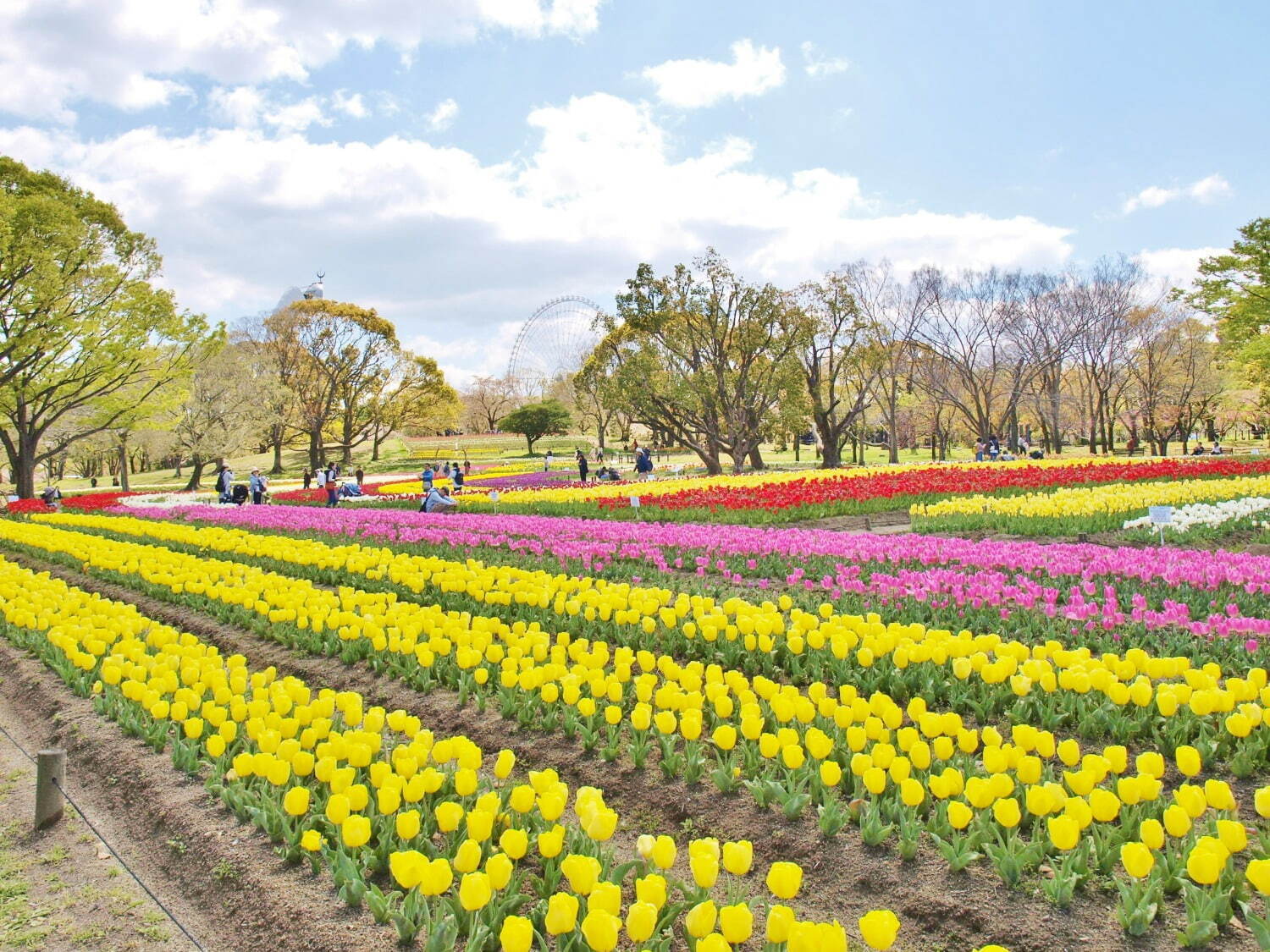 「チューリップフェスタ」約8万本のチューリップが大阪・万博記念公園に、ネモフィラやポピーの花も｜写真2