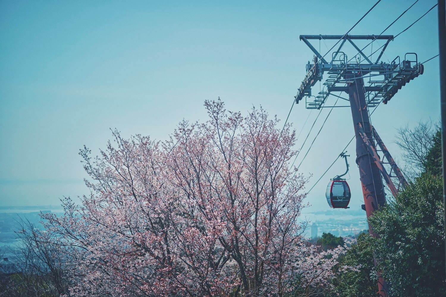 神戸布引ハーブ園でお花見 - 山桜と神戸の街並みを眺める展望エリア、手ぶらピクニックプランも｜写真14