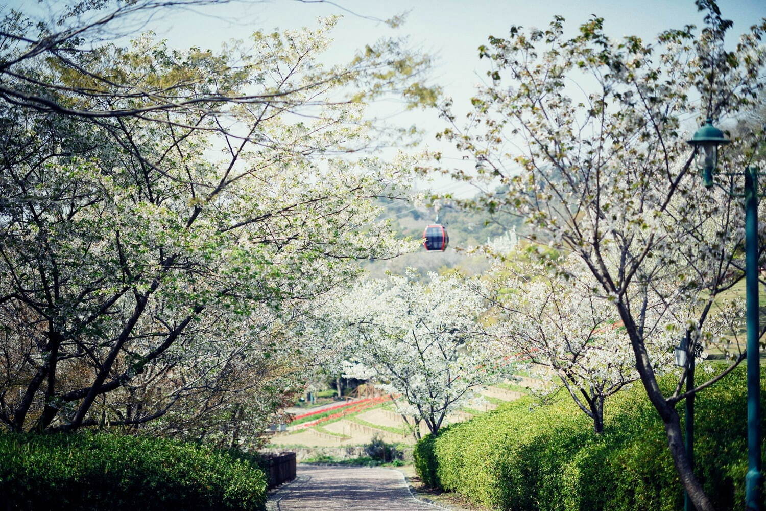 神戸布引ハーブ園でお花見 - 山桜と神戸の街並みを眺める展望エリア、手ぶらピクニックプランも｜写真4