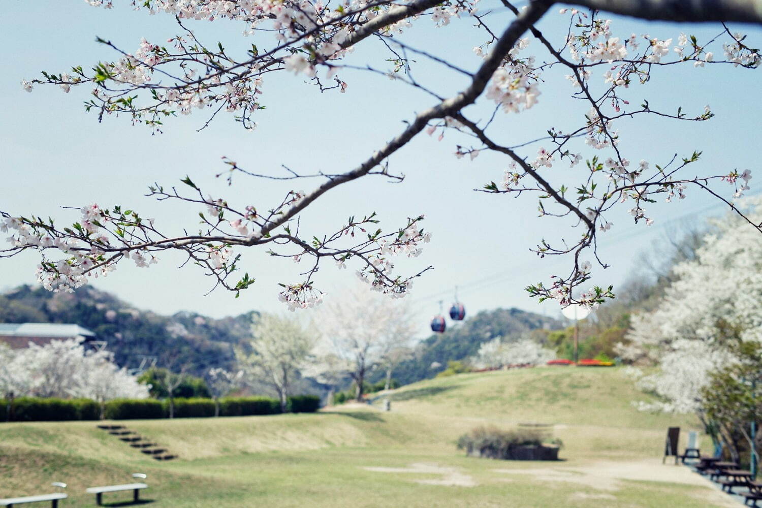 神戸布引ハーブ園でお花見 - 山桜と神戸の街並みを眺める展望エリア、手ぶらピクニックプランも｜写真8