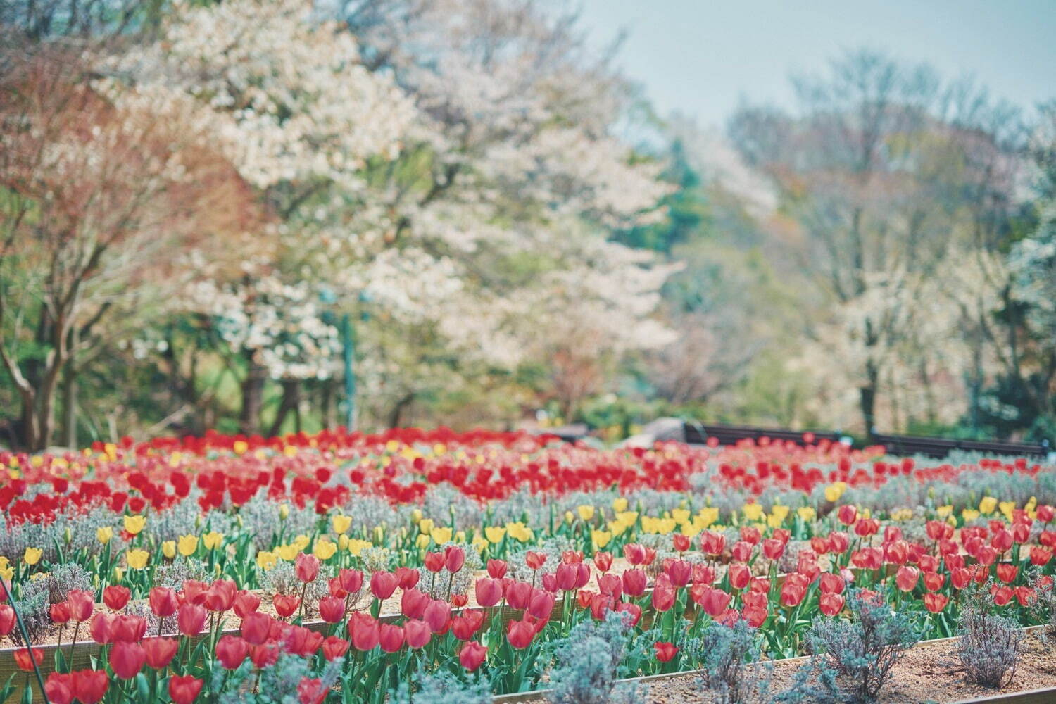 神戸布引ハーブ園でお花見 - 山桜と神戸の街並みを眺める展望エリア、手ぶらピクニックプランも｜写真3