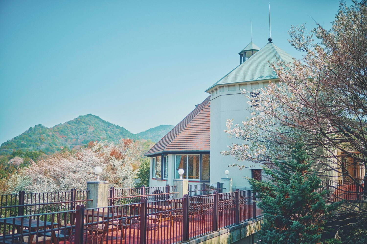 神戸布引ハーブ園でお花見 - 山桜と神戸の街並みを眺める展望エリア、手ぶらピクニックプランも｜写真5