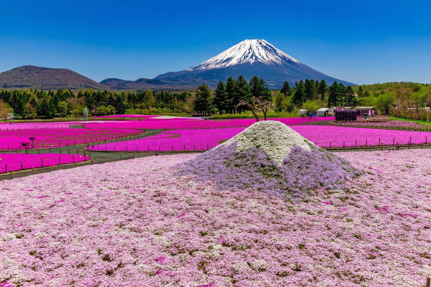 富士山麓の春の風物詩「富士芝桜まつり」約50万株の芝桜咲く絶景お花見イベント、山梨・富士河口湖で｜写真6