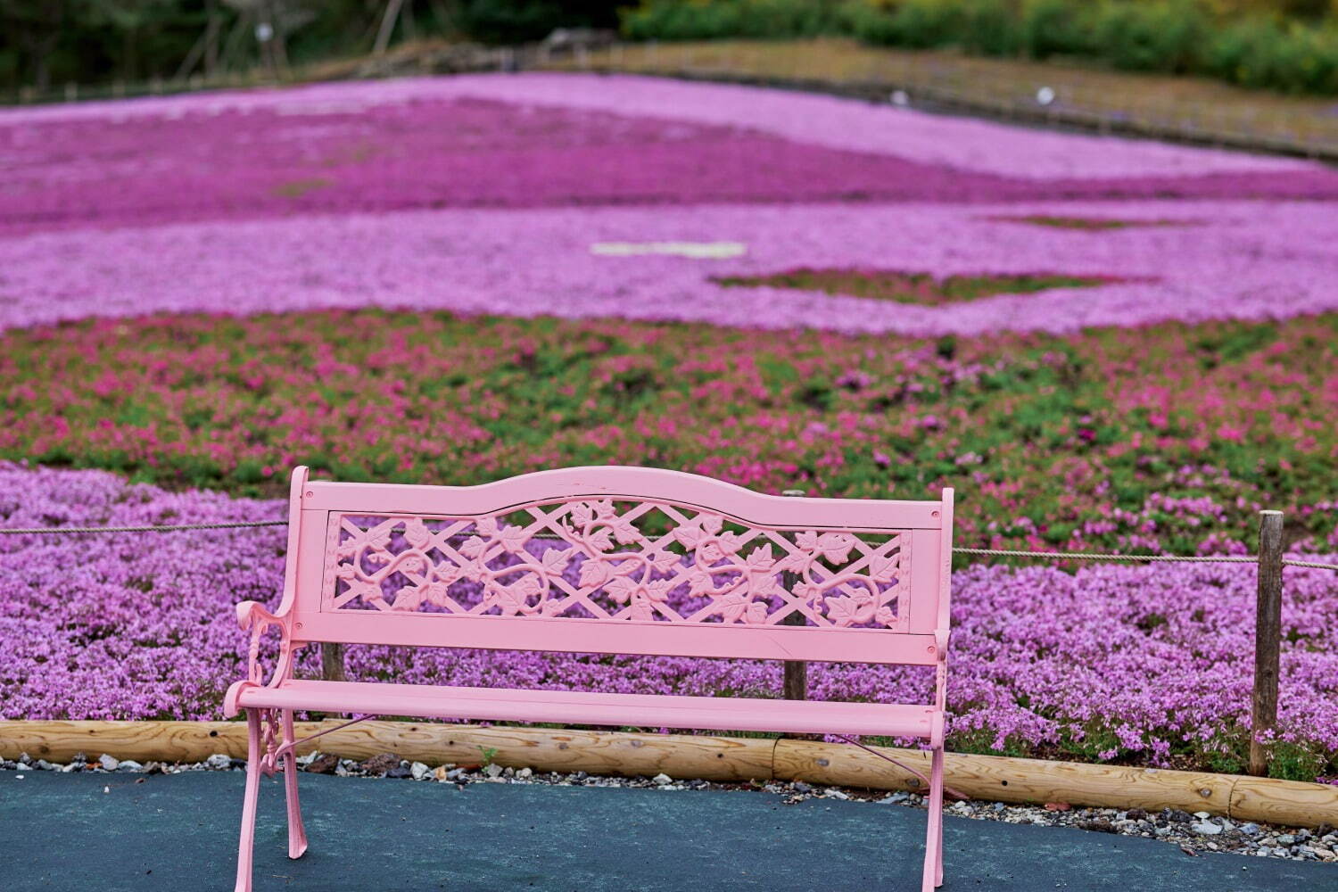 富士山麓の春の風物詩「富士芝桜まつり」約50万株の芝桜咲く絶景お花見イベント、山梨・富士河口湖で｜写真2