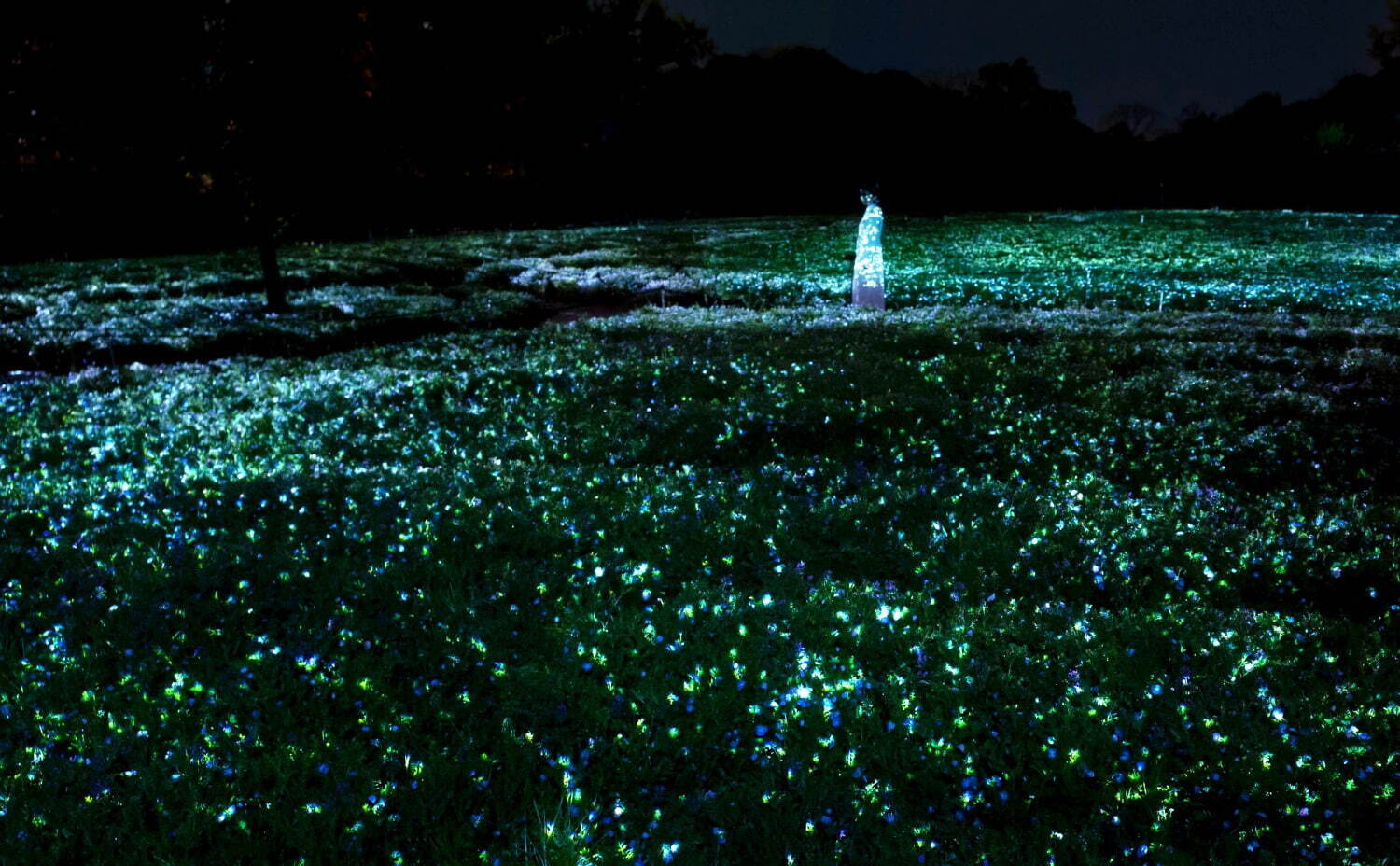「チームラボ ボタニカルガーデン 大阪」ネモフィラの花が輝く展示、夜の植物園で光＆音が伝播｜写真3