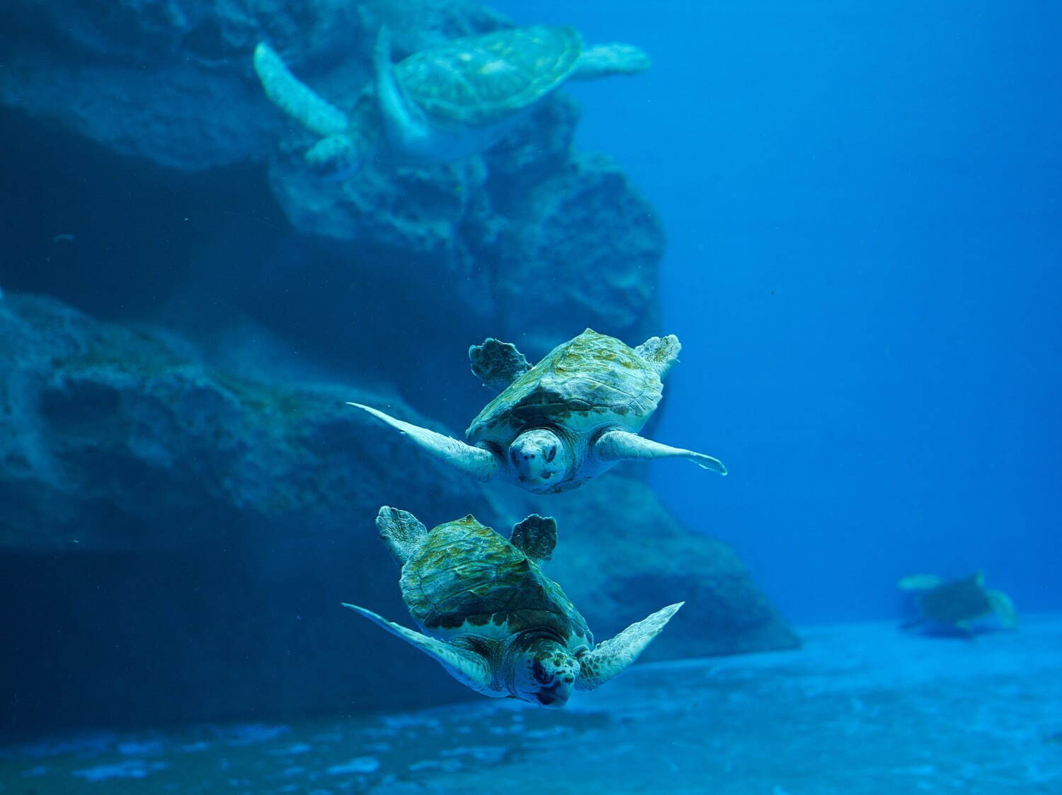 「神戸須磨シーワールドホテル」須磨海浜水族園跡地に、国内初“イルカとふれあう”プール常設＆水槽付客室｜写真115