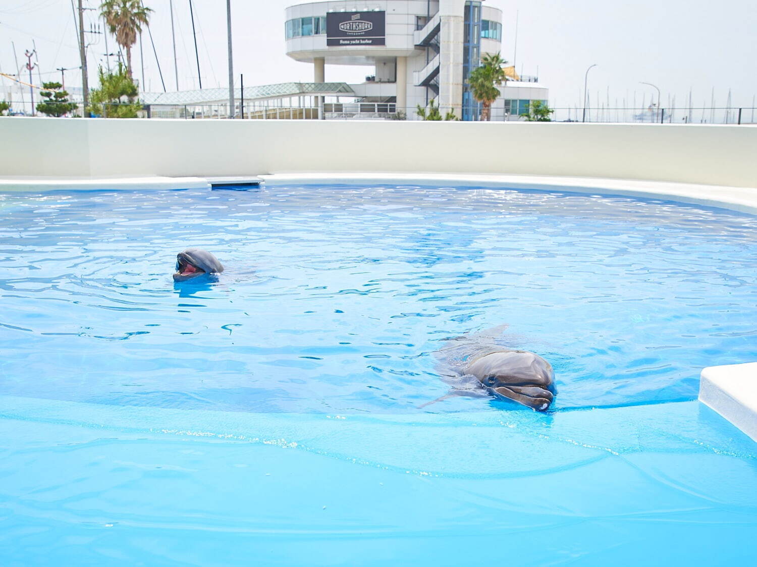 「神戸須磨シーワールドホテル」須磨海浜水族園跡地に、国内初“イルカとふれあう”プール常設＆水槽付客室｜写真52