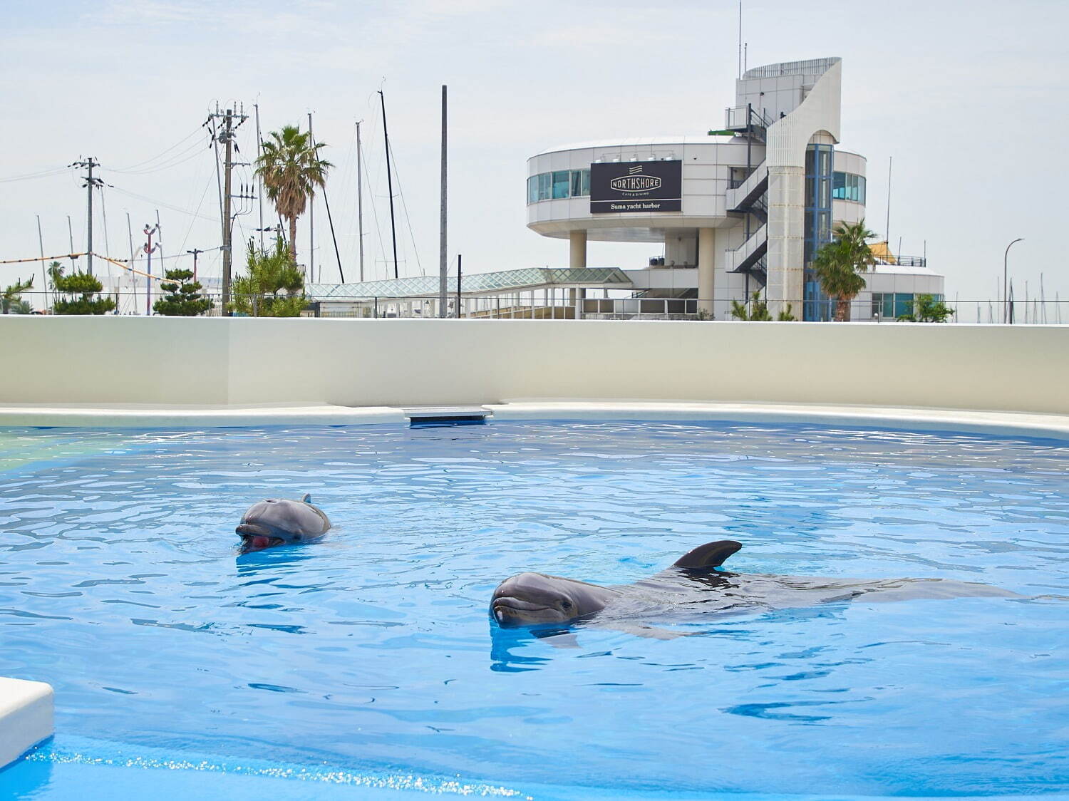 「神戸須磨シーワールドホテル」須磨海浜水族園跡地に、国内初“イルカとふれあう”プール常設＆水槽付客室｜写真53