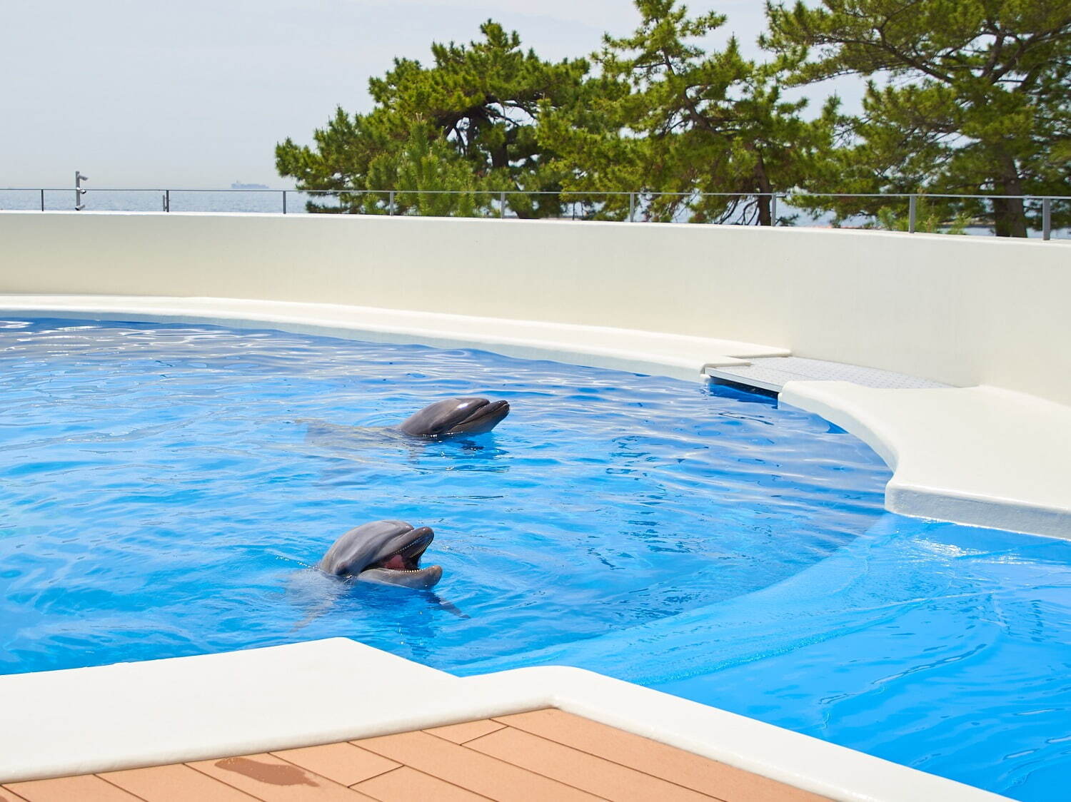 「神戸須磨シーワールドホテル」須磨海浜水族園跡地に、国内初“イルカとふれあう”プール常設＆水槽付客室｜写真54