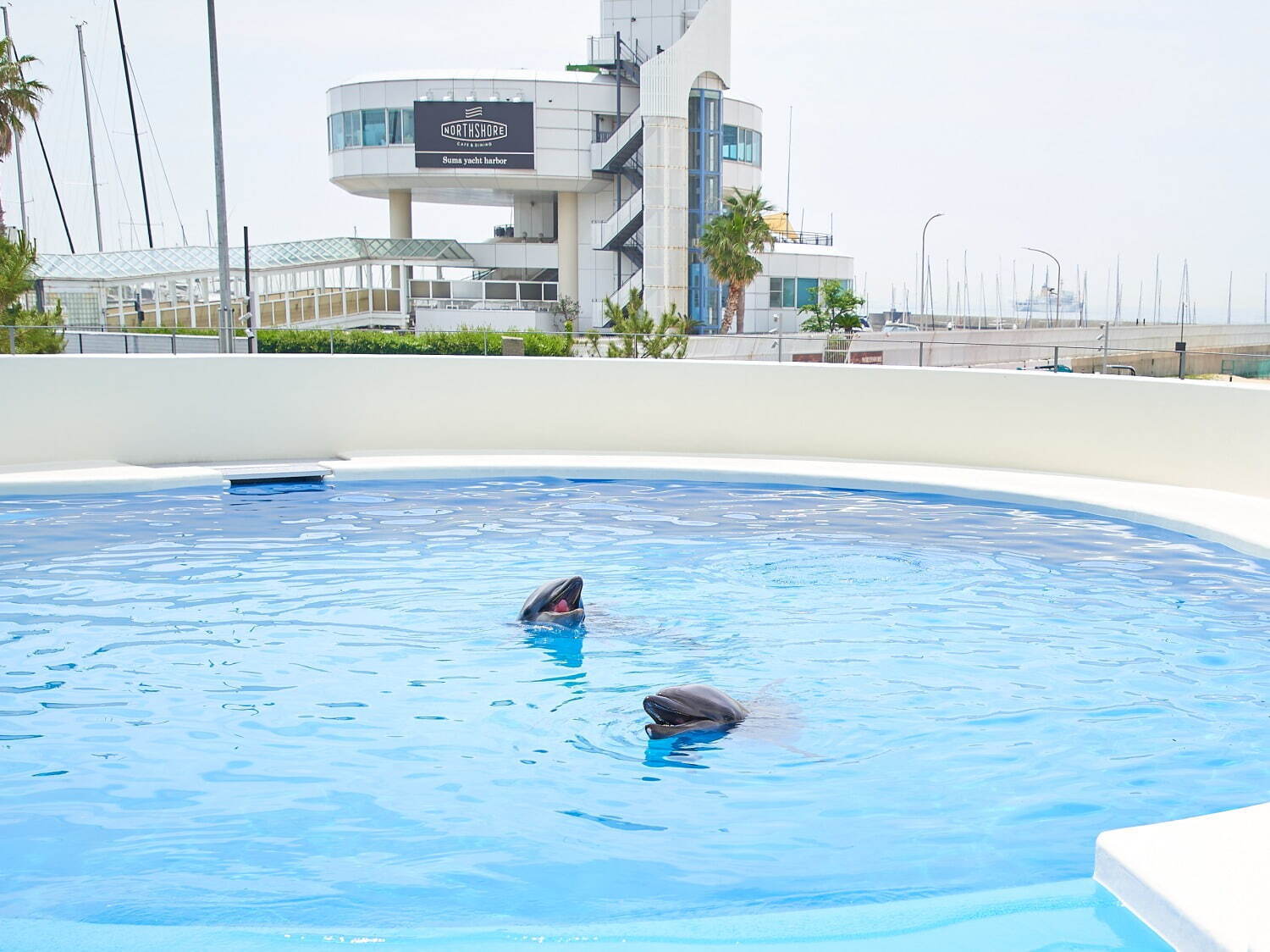 「神戸須磨シーワールドホテル」須磨海浜水族園跡地に、国内初“イルカとふれあう”プール常設＆水槽付客室｜写真51