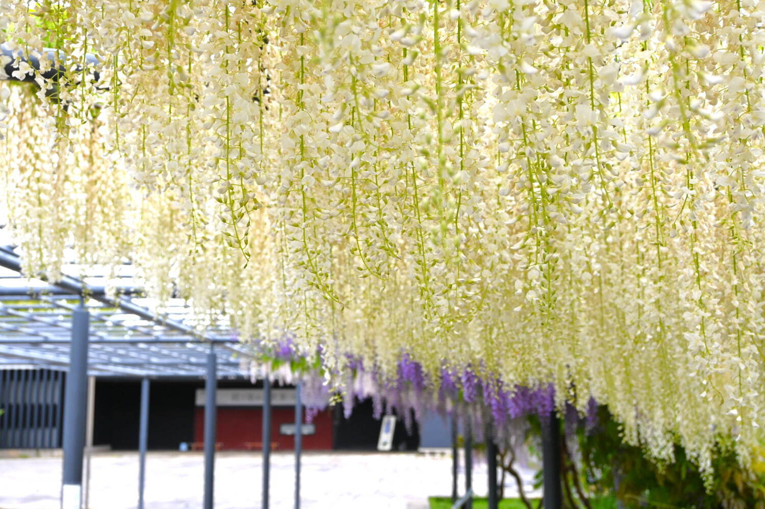 万博記念公園「藤まつり」初開催、約80mにわたる“藤のカーテン”＆“藤の花”イメージ限定スイーツも｜写真7