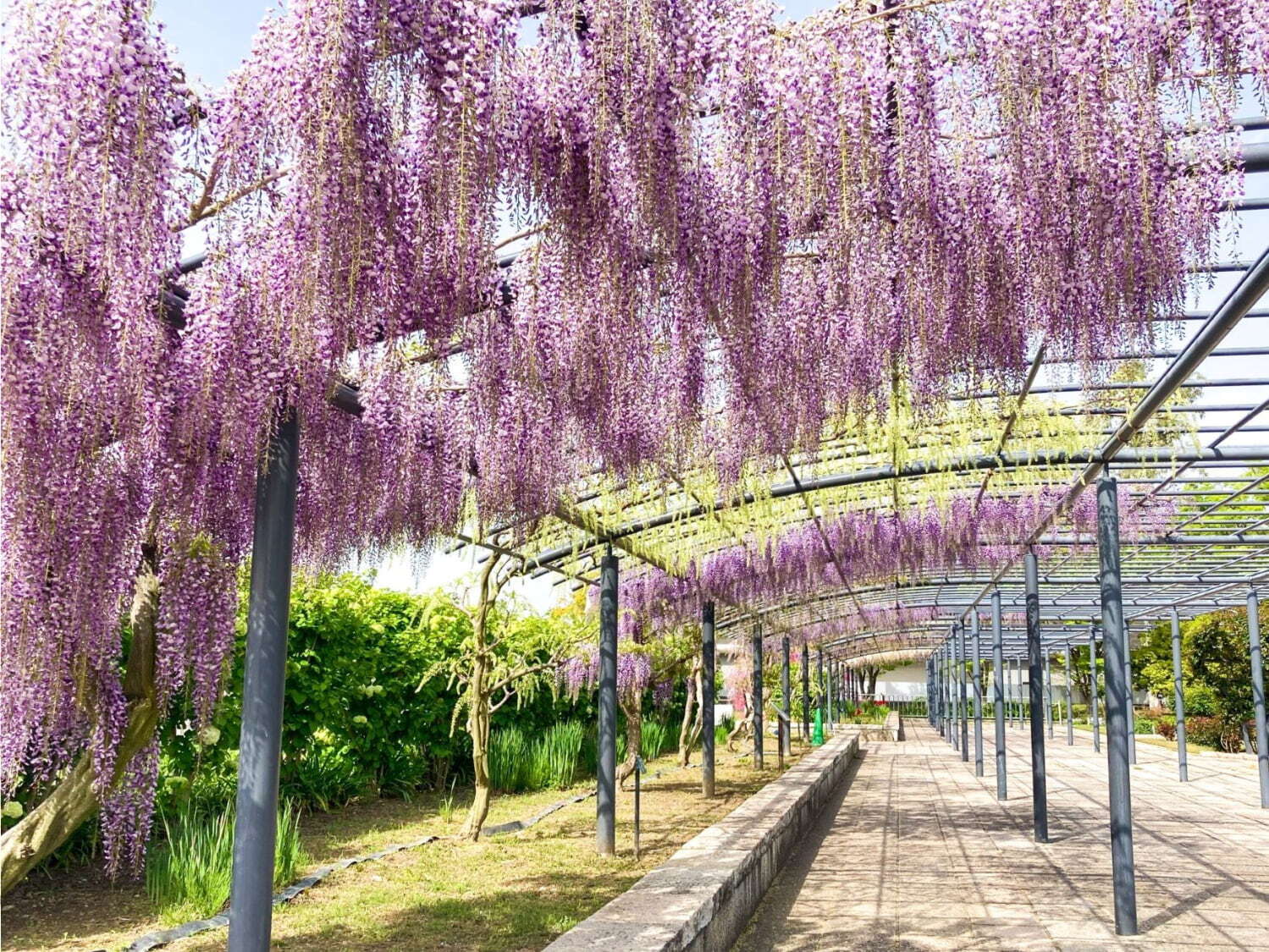 万博記念公園「藤まつり」初開催、約80mにわたる“藤のカーテン”＆“藤の花”イメージ限定スイーツも｜写真3