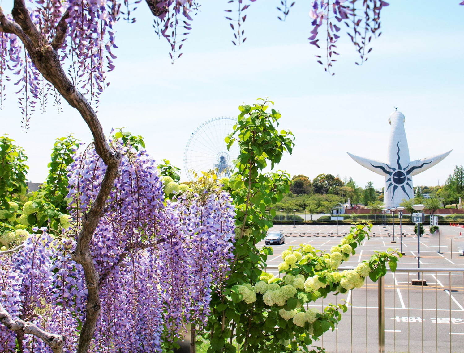 万博記念公園「藤まつり」初開催、約80mにわたる“藤のカーテン”＆“藤の花”イメージ限定スイーツも｜写真2