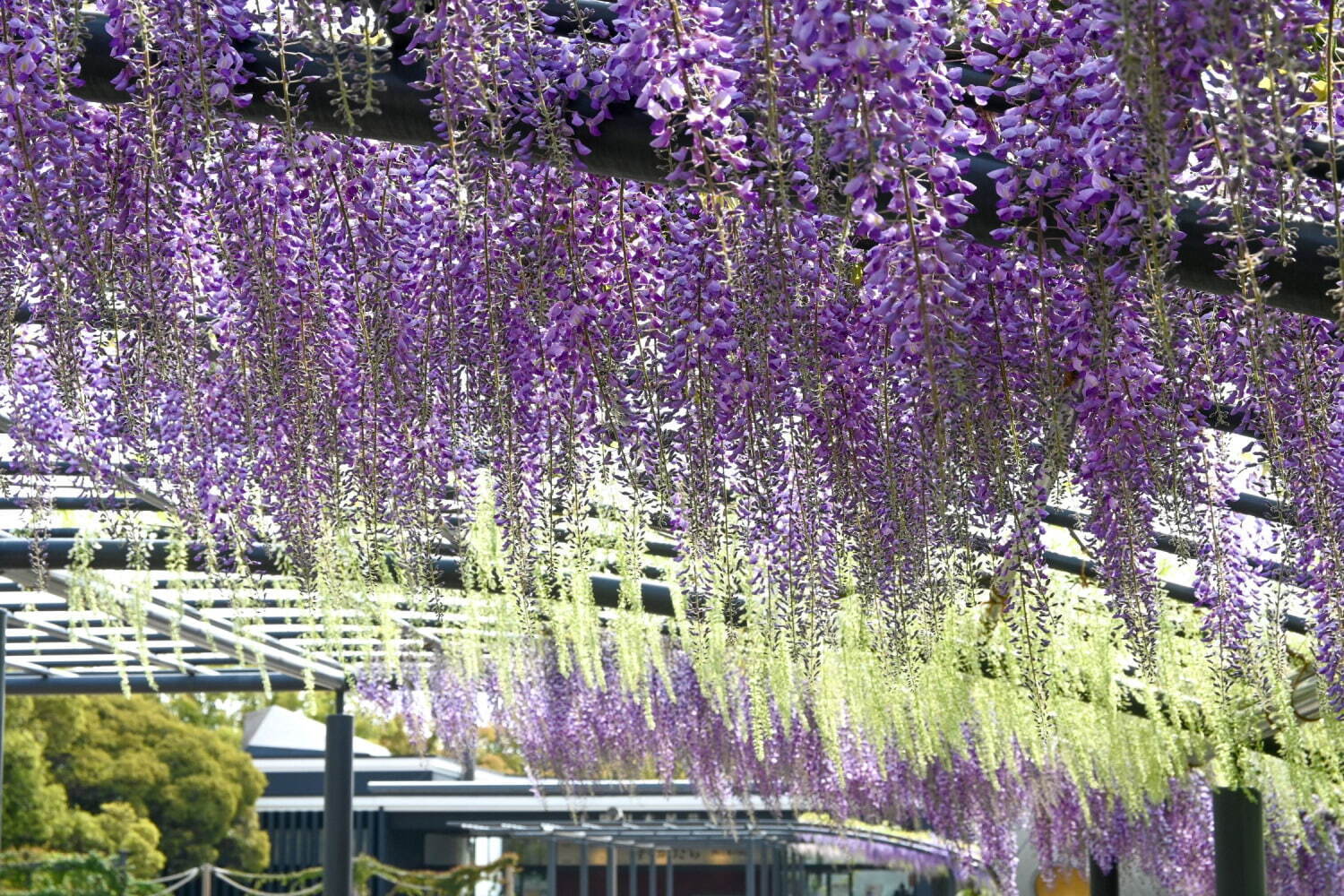 万博記念公園「藤まつり」初開催、約80mにわたる“藤のカーテン”＆“藤の花”イメージ限定スイーツも｜写真1