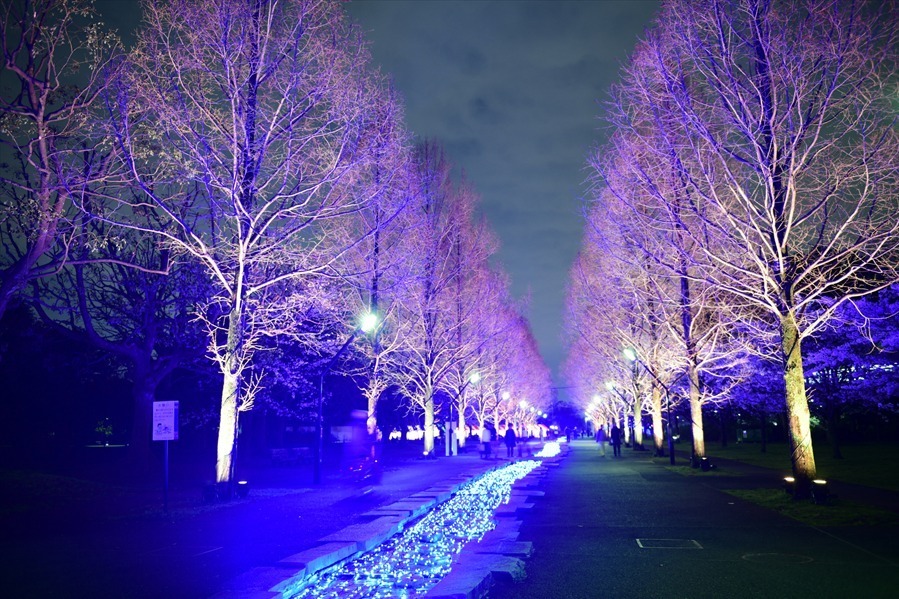 東京・舎人公園「花と光のムーブメント」流水を表現したライトアップ、一面ブルーのネモフィラ花壇も｜写真1