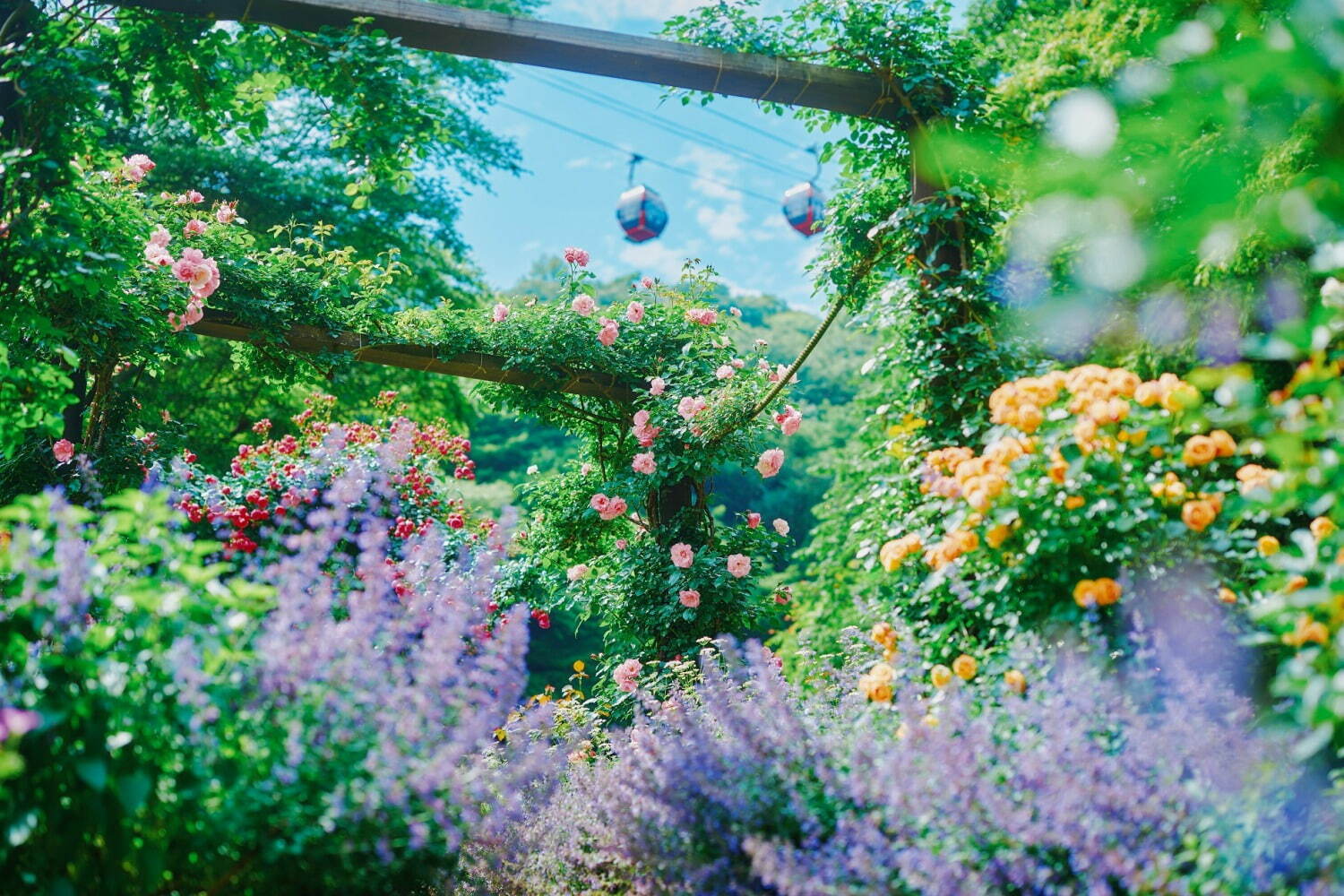 「神戸布引ハーブ園」チューリップやネモフィラが咲き誇る春夏イベント、ローズ＆ラベンダーも見頃に｜写真8