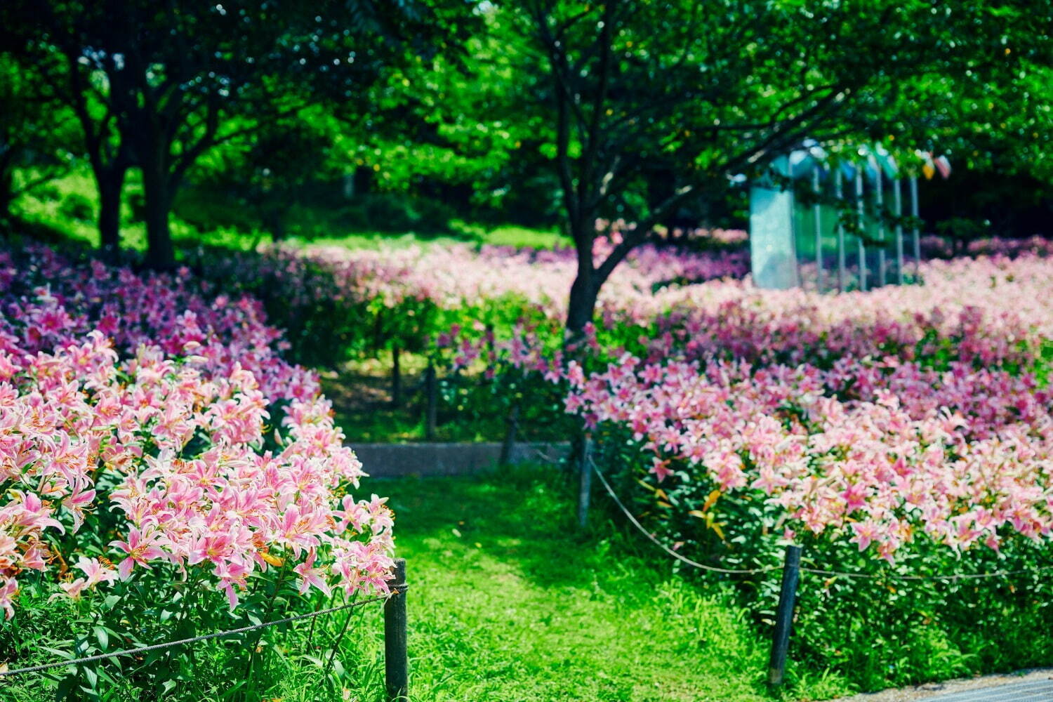 「神戸布引ハーブ園」チューリップやネモフィラが咲き誇る春夏イベント、ローズ＆ラベンダーも見頃に｜写真31