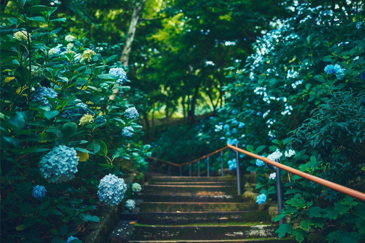 「神戸布引ハーブ園」チューリップやネモフィラが咲き誇る春夏イベント、ローズ＆ラベンダーも見頃に｜写真30