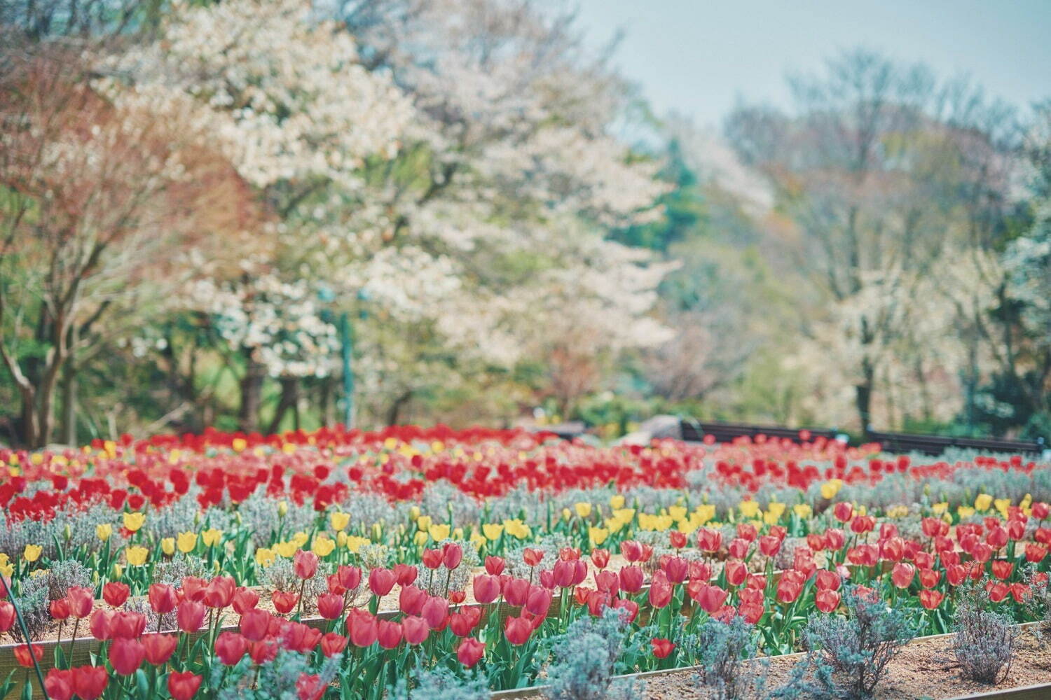 「神戸布引ハーブ園」チューリップやネモフィラが咲き誇る春夏イベント、ローズ＆ラベンダーも見頃に｜写真5