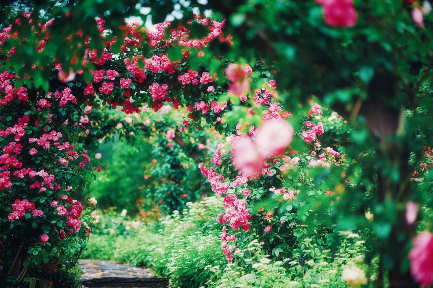 「神戸布引ハーブ園」チューリップやネモフィラが咲き誇る春夏イベント、ローズ＆ラベンダーも見頃に｜写真26